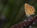 Polyommatus bellargus (Çokgözlü Gökmavisi)